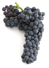 malvasia nera di brindisi